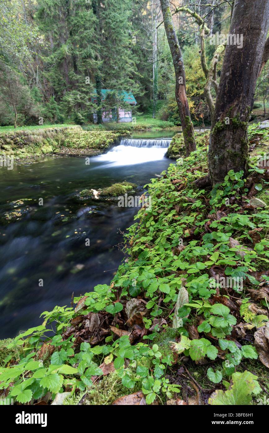 Quelle des Flusses Bosna, Sarajevo-Ilidza. Ein ruhiger Bach fließt durch einen Wald, der von moosbedeckten Felsen umgeben ist. Das Licht am frühen Morgen wird besser Stockfoto