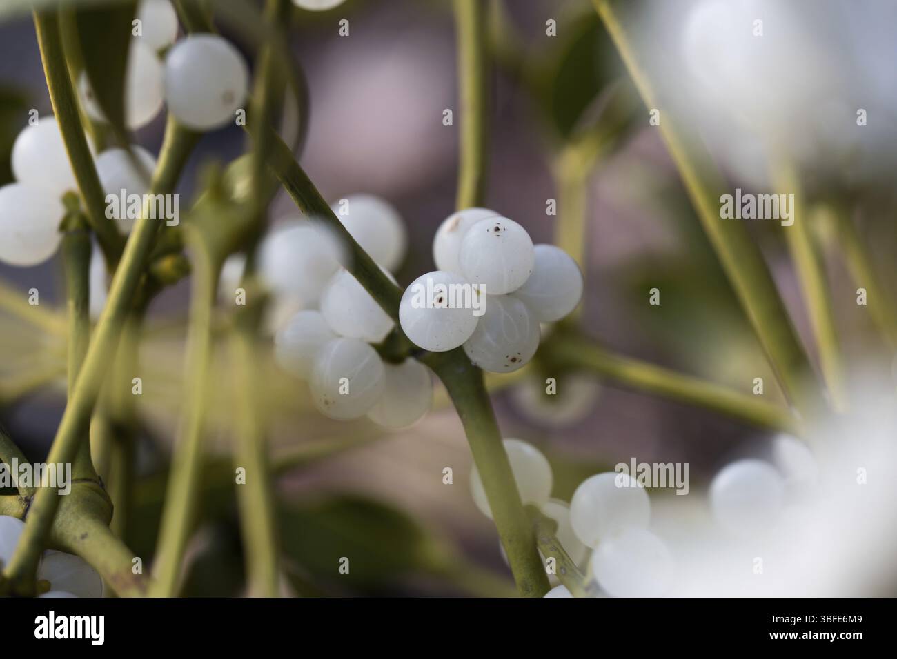 Mistel (Viscum Album) Stockfoto