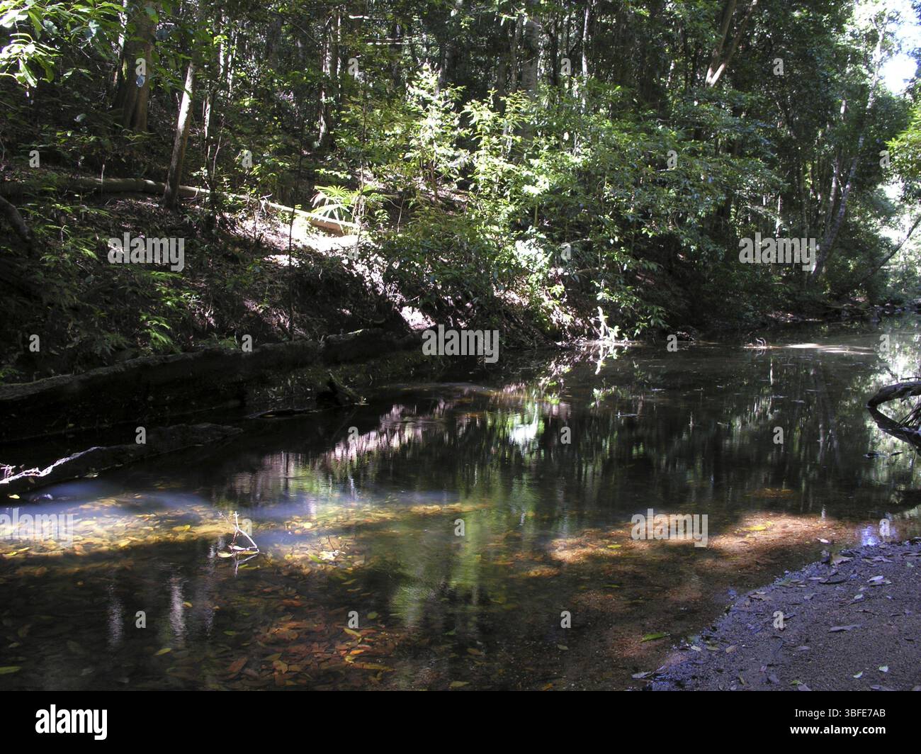 Urwaldfluss Stockfoto