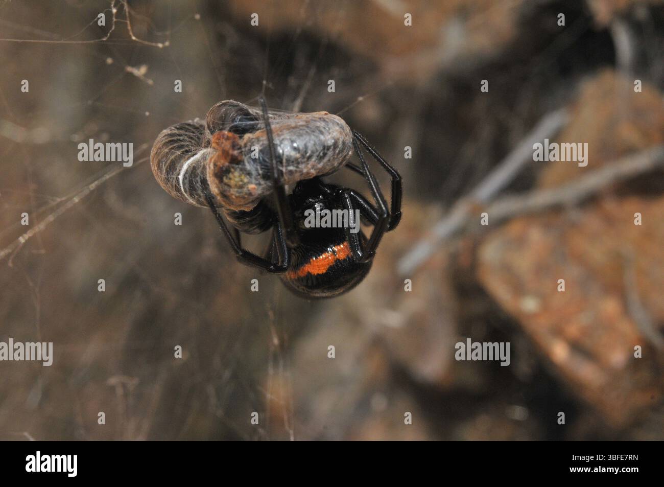 Falsche schwarze Witwe (Steatoda paykulliana) Stockfoto