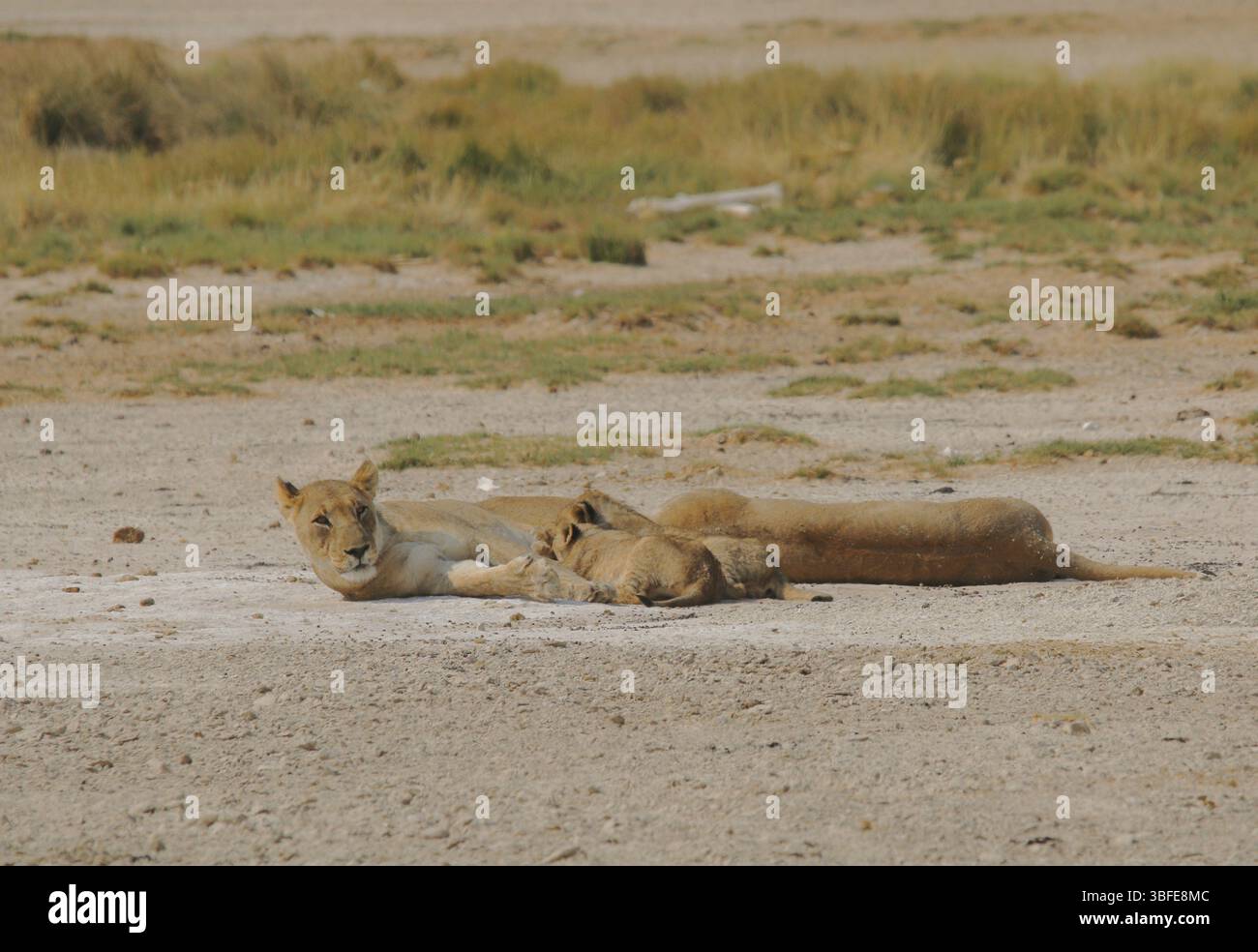 Löwenfamilie (Panthera leo) Stockfoto