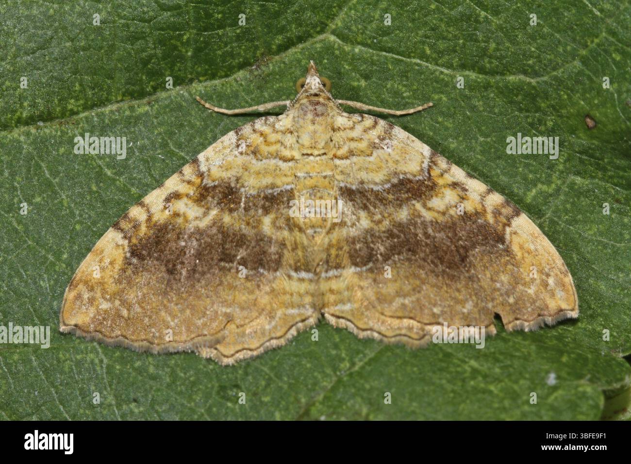 Gelbe Schale (f. infuscata) (Camptogramma bilineata f. infuscata) Stockfoto