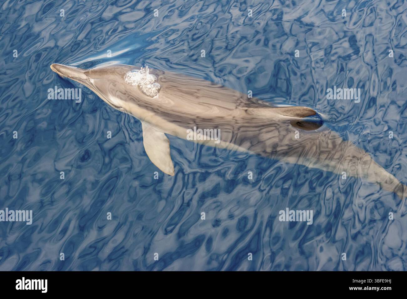 Delfine (Delphinidae) Stockfoto