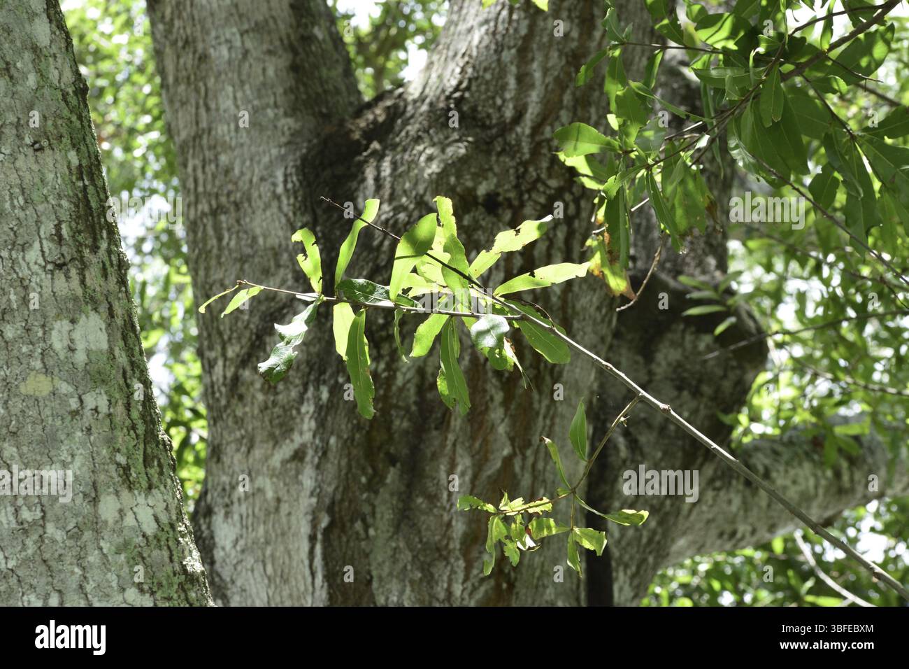 Lorbeereiche (Quercus laurifolia) Stockfoto