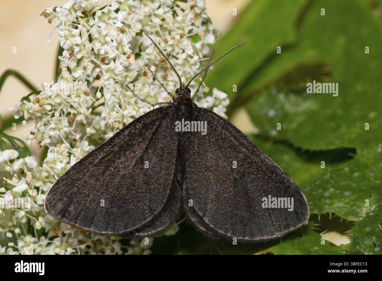 Schwarzer Peeper (Odezia atrata) Stockfoto