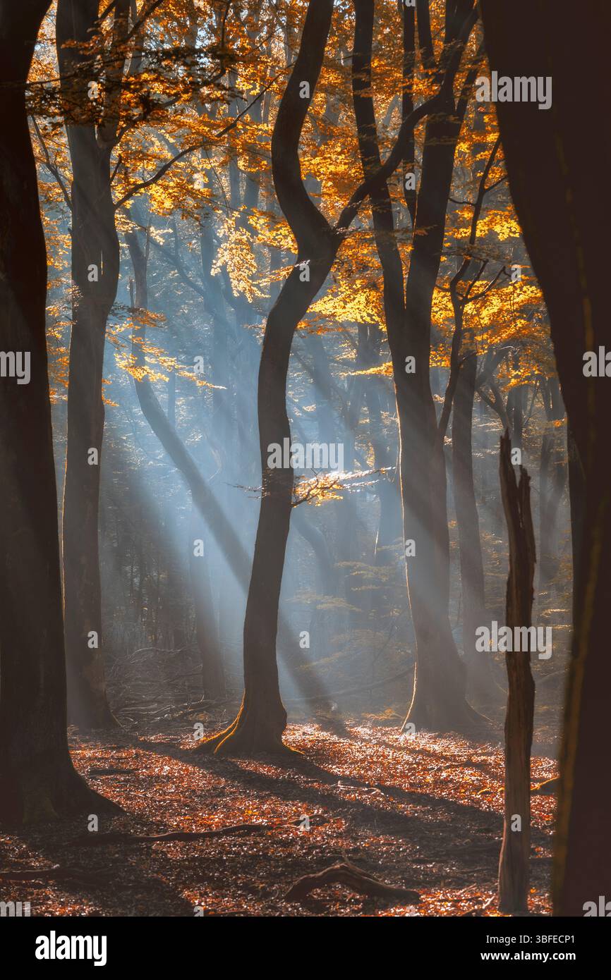 Wunderschöner Morgennebel und Sonnenstrahlen im dunklen Buchenwald Stockfoto