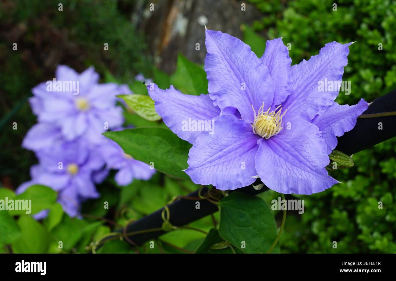 Leuchtende Lavendelfarbe der früh-groß blühenden Clematis „will Goodwin“ bei voller Blüte Stockfoto