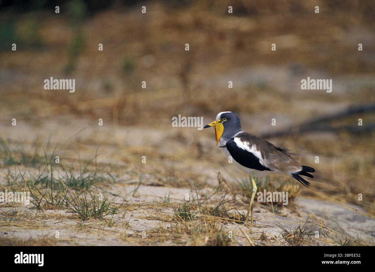 Weißgekrönter Kiefer (Vanellus albiceps) Stockfoto