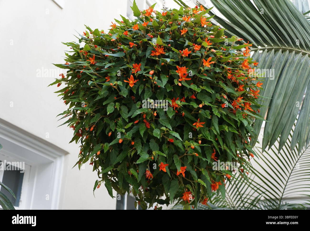 Hängender Korb mit blühenden tuberösen Begonia Inbolhotor Belleconia Hot Orange, die mit Blumen und üppigem grünem Laub überflutet ist. Stockfoto