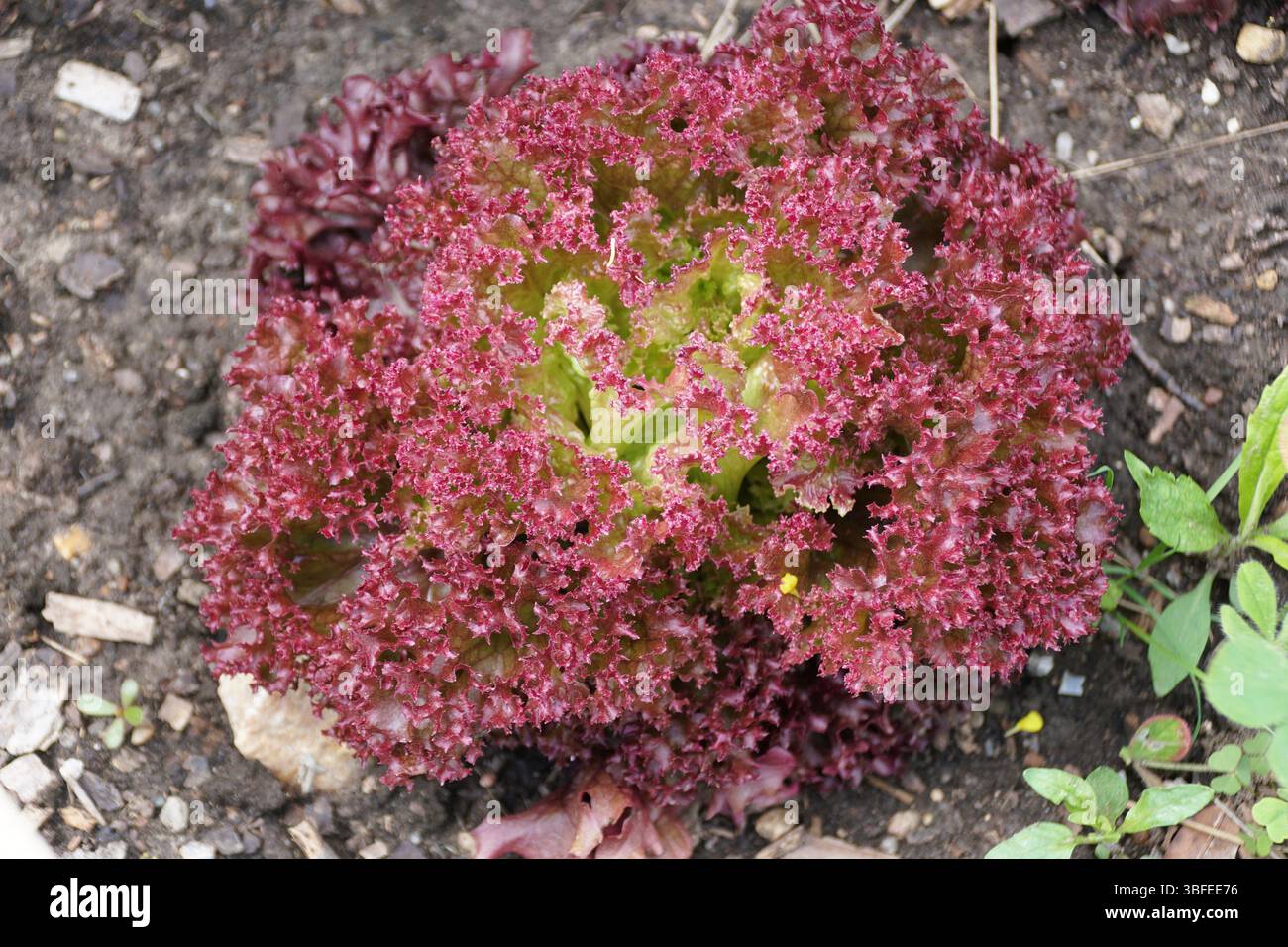 Nahaufnahme einer dunkelroten Lollo Rossa Salatpflanze, die ihre tiefe Farbe und ihr gesundes Wachstum hervorhebt. Stockfoto