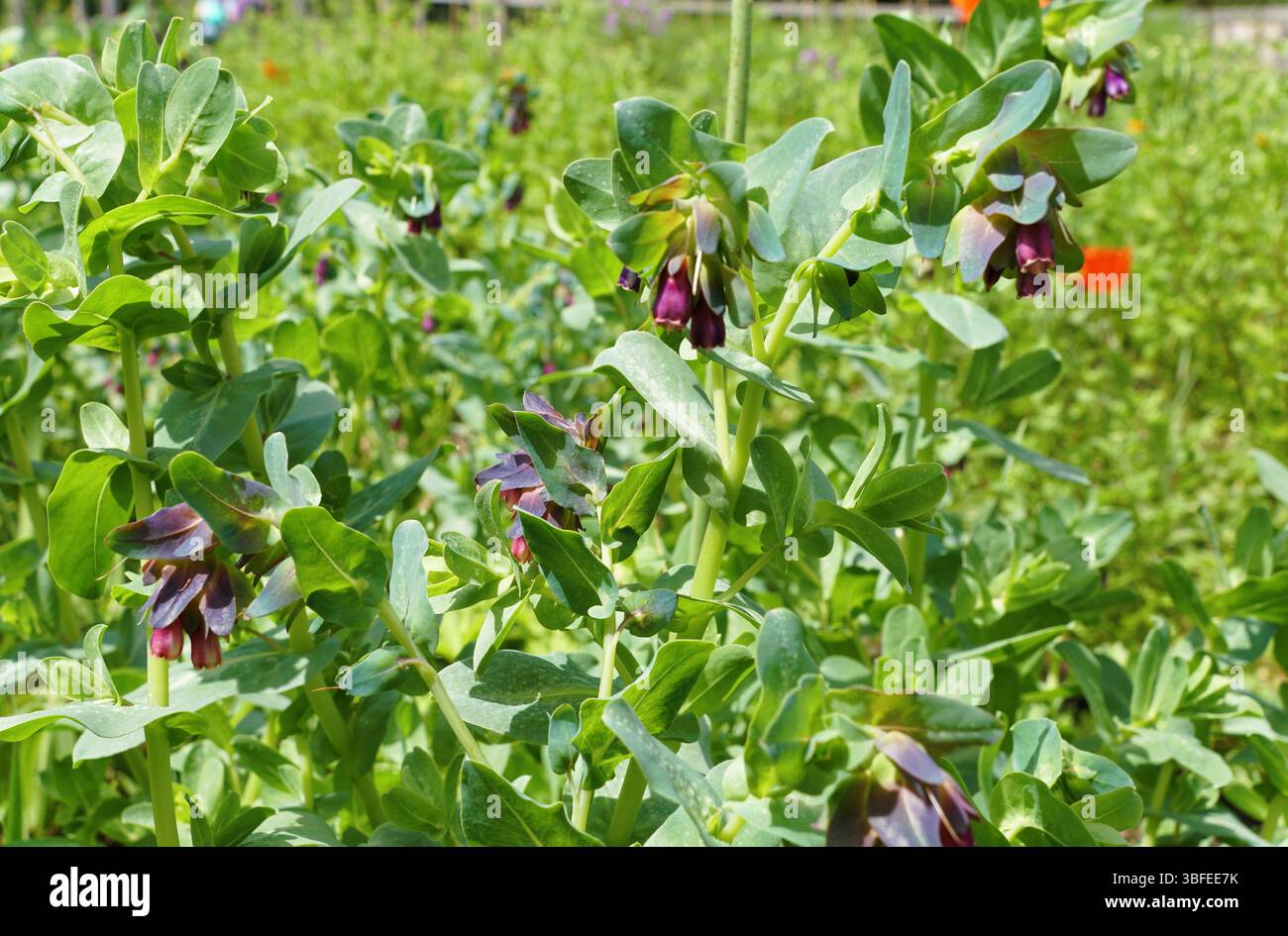 Delphinium Aurora Blue Pflanze mit ihrem leuchtend grünen Laub und zarten violetten Blüten. Stockfoto
