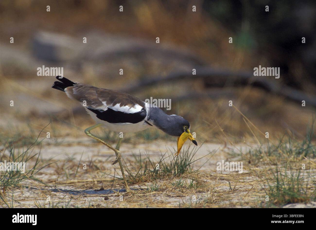 Weißgekrönter Kiefer (Vanellus albiceps) Stockfoto