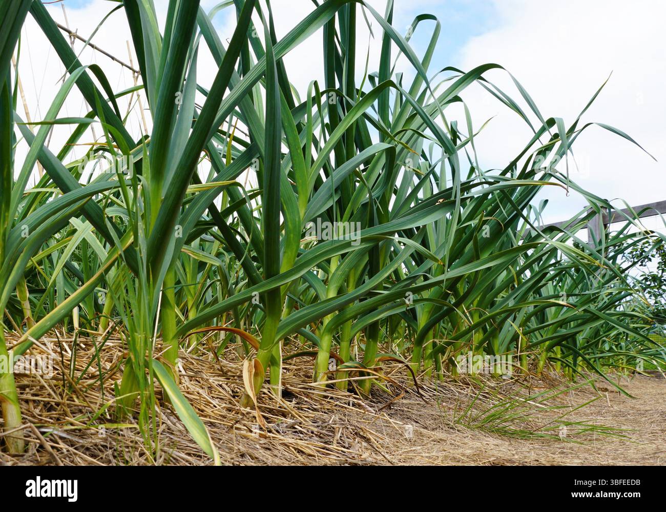 Eine Nahaufnahme eines Knoblauchstücks, das das gesunde Wachstum der Pflanzen zeigt. Stockfoto