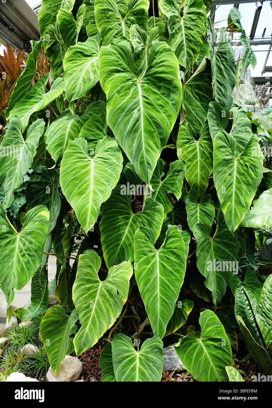 Eine kletternde Philodendron Verrucosum Pflanze, eine wunderschne  tropische Zimmerpflanze Stockfotografie - Alamy