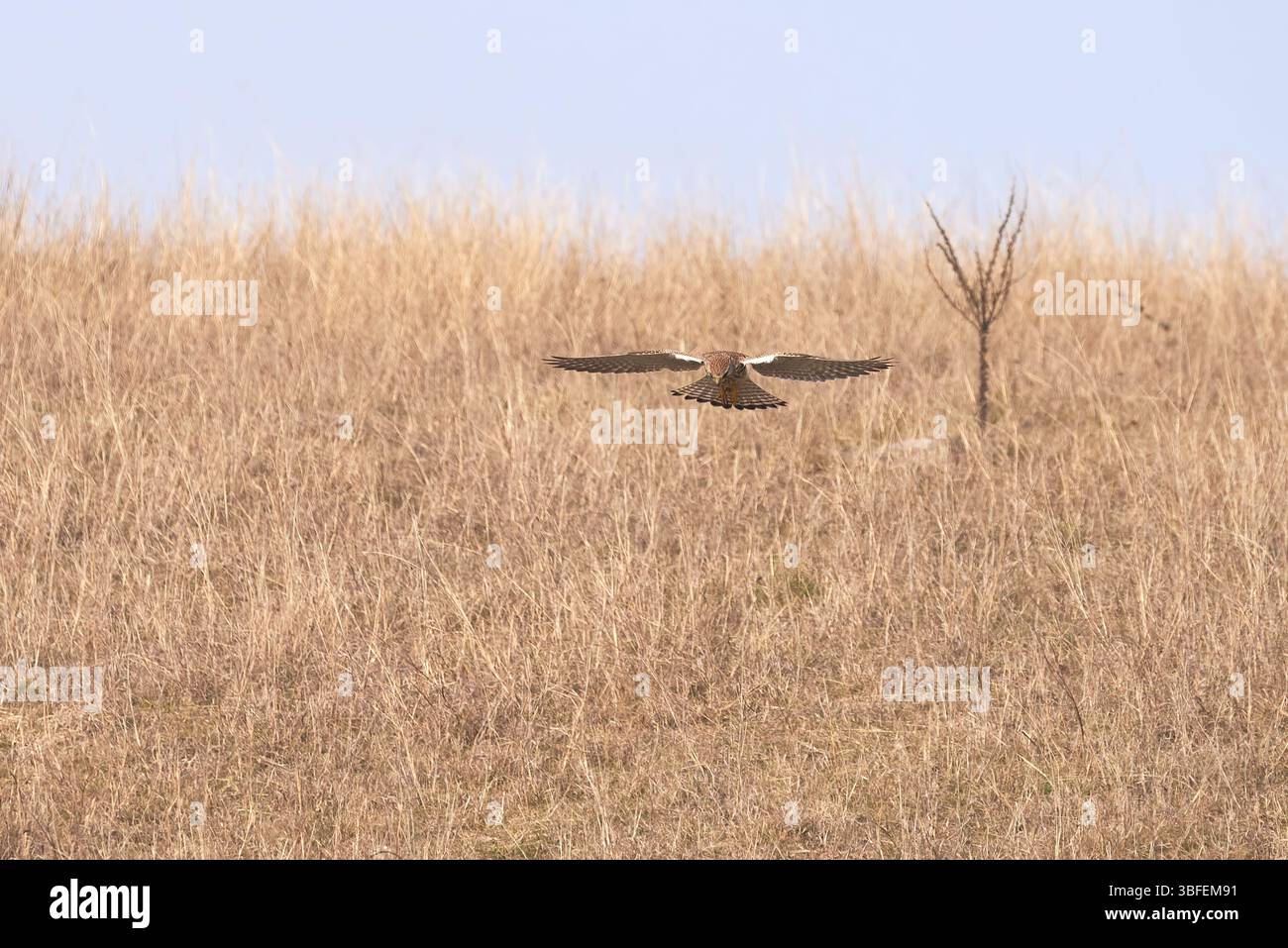 Falco tinnunkulus (Falco tinnunkulus). Raubvogel Stockfoto