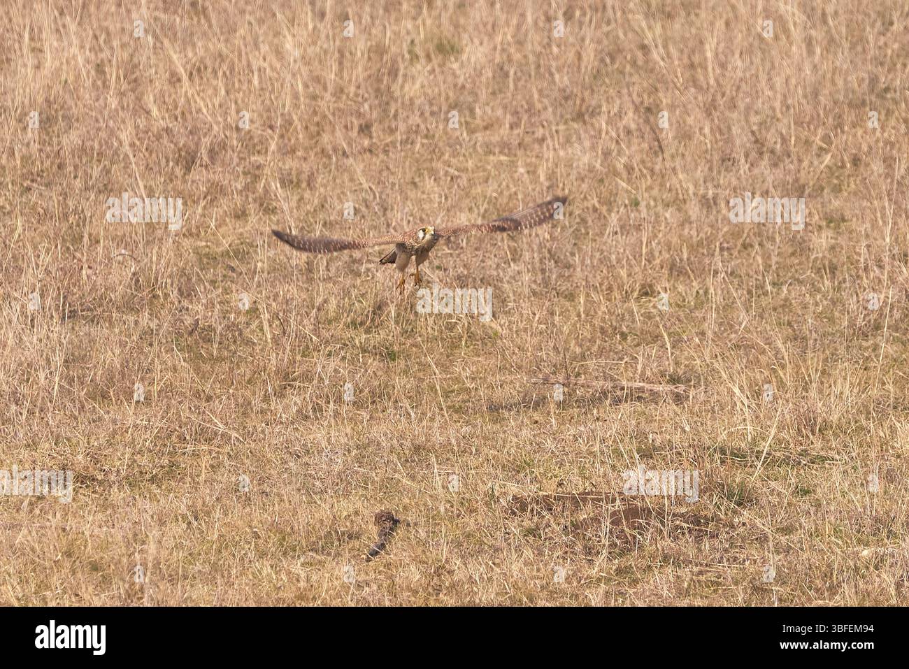 Falco tinnunkulus (Falco tinnunkulus). Raubvogel Stockfoto