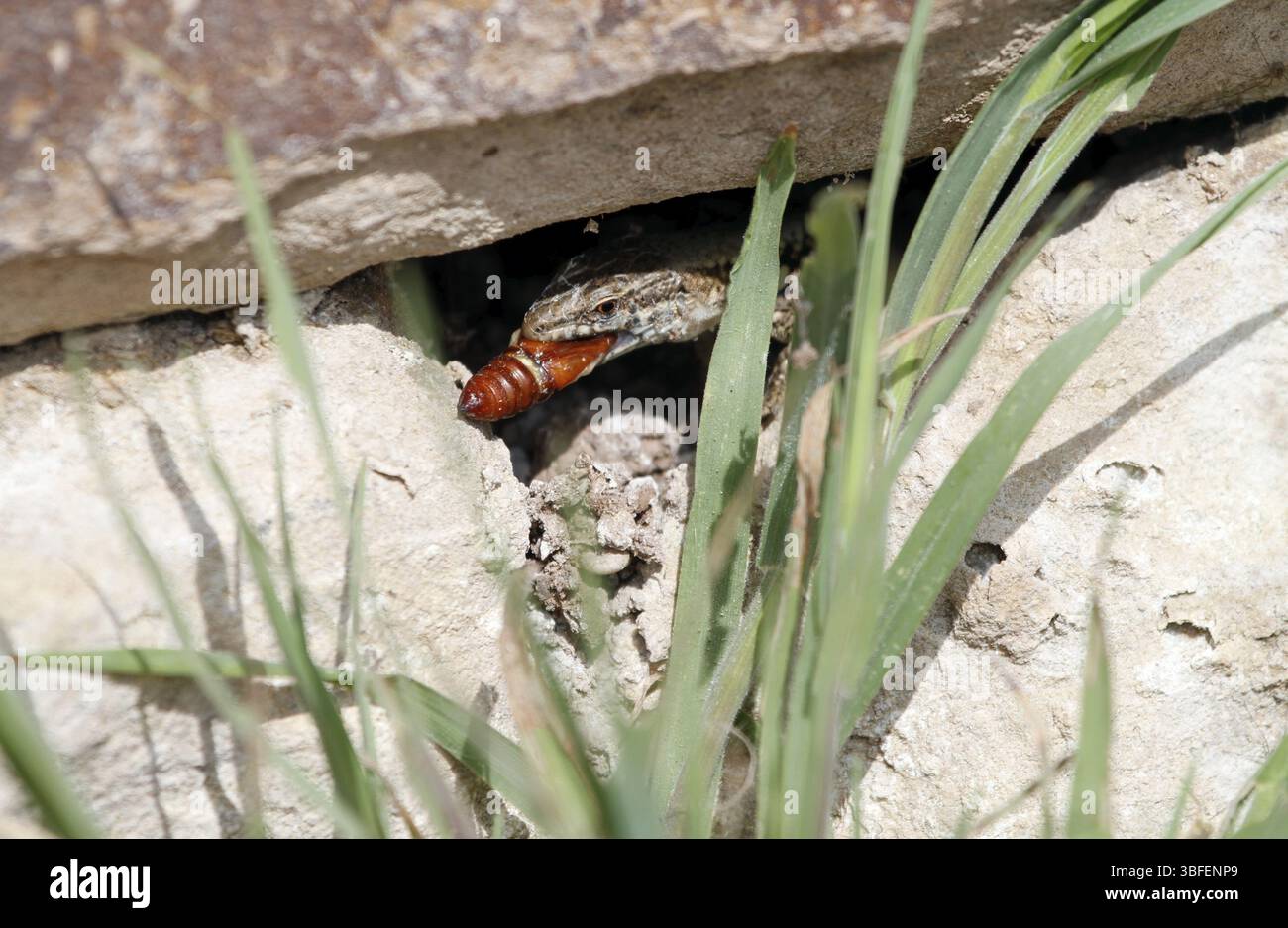 Echte Eidechsen (Lacertidae) Stockfoto