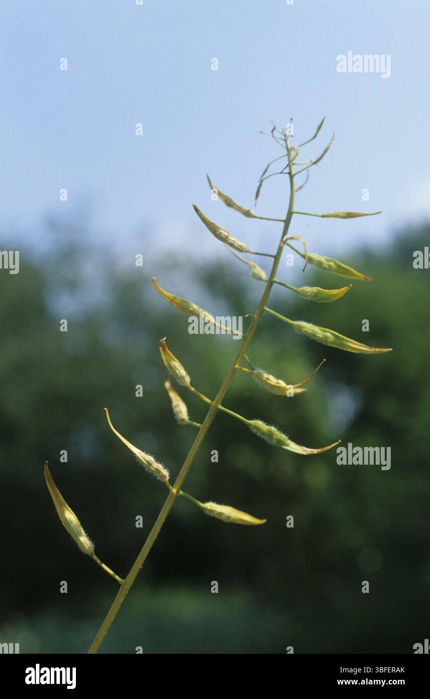 Schwarzer Senf (Brassica Nigra) Stockfoto
