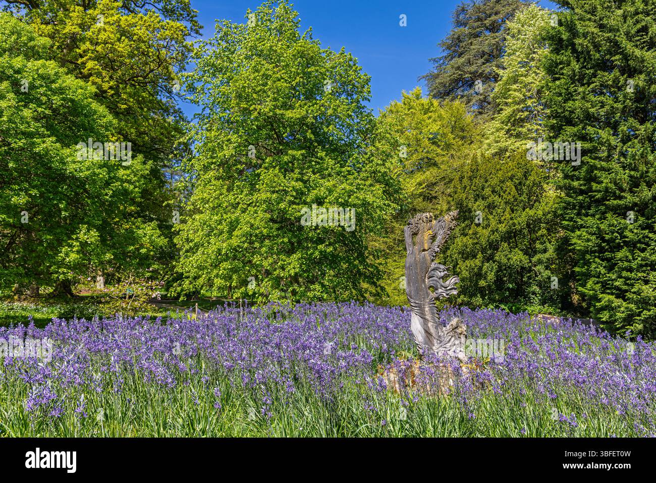 Marmorstatue von Daphne in Camassia im Batsford Arboretum, einem Garten in der Nähe von Batsford in den Cotswolds in Gloucestershire, England, Großbritannien, im Frühjahr Stockfoto