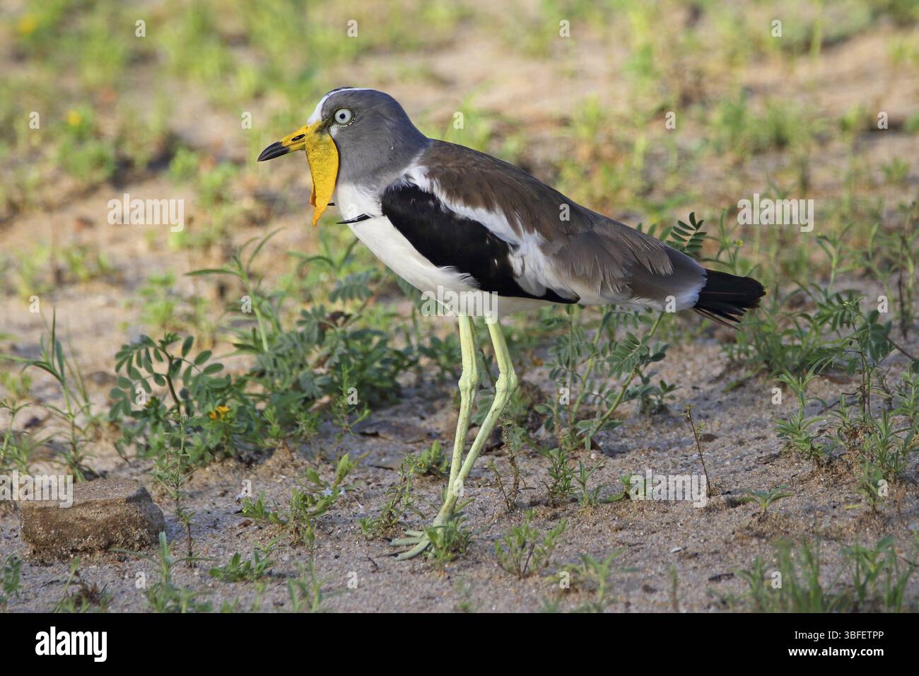 Weißgekrönter Kiefer (Vanellus albiceps) Stockfoto