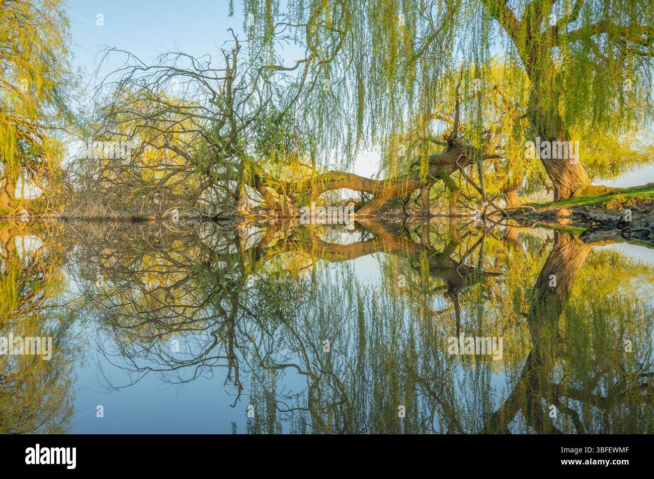 Reflexion von umgefallenen Ast- und Weidenbäumen. Stockfoto