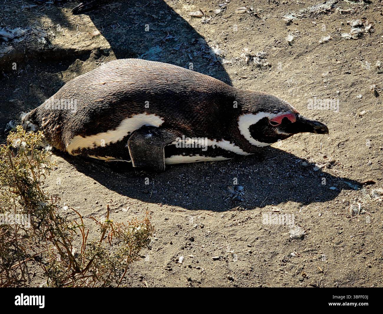 Magellanpinguin (Spheniscus magellanicus) in Argentinien Stockfoto