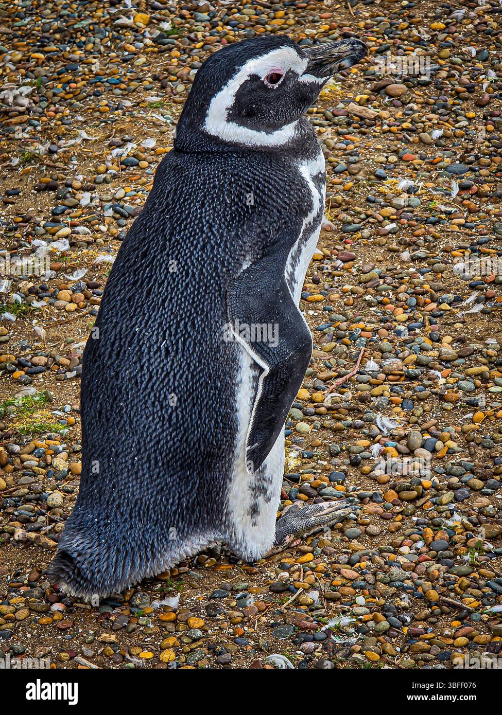 Magellanpinguin (Spheniscus magellanicus) in Argentinien Stockfoto
