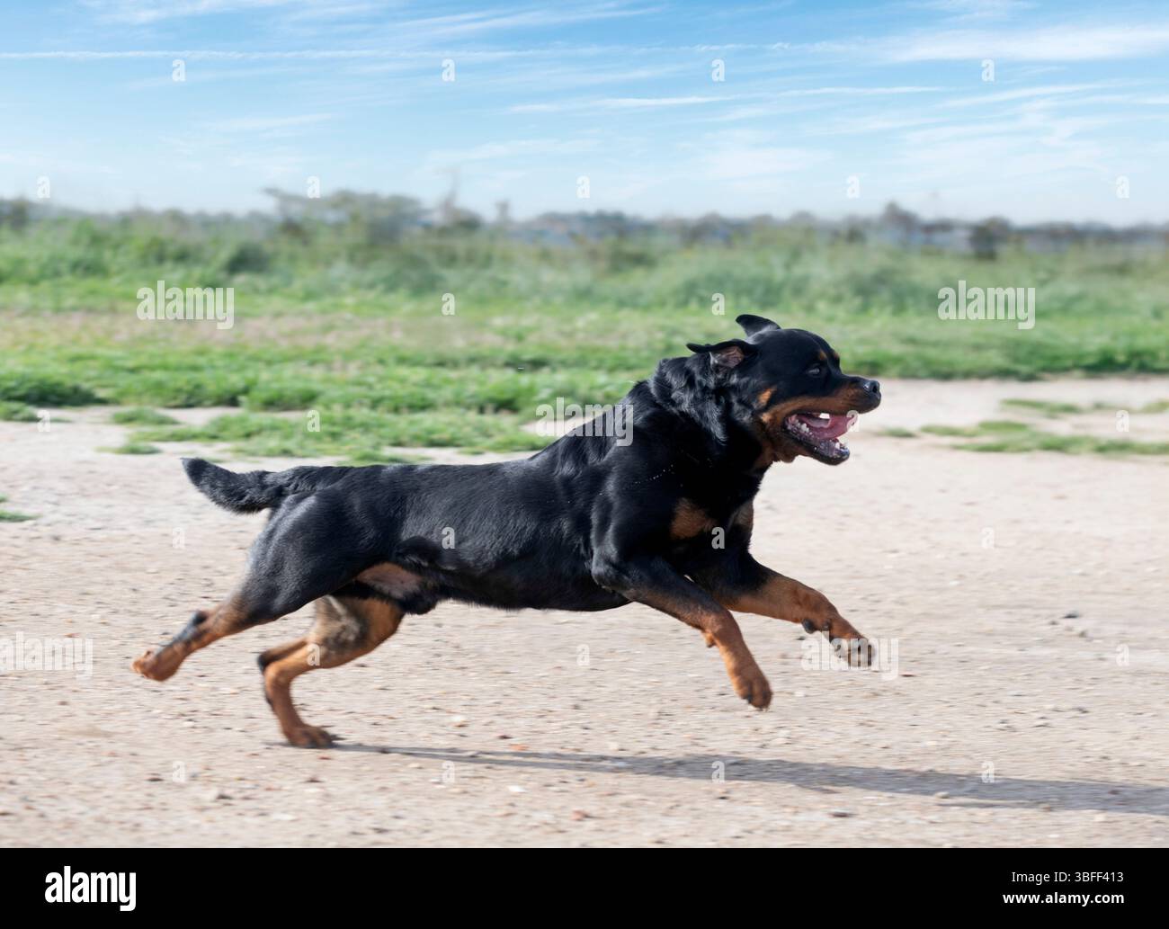 Junge Rottweiler Ausbildung für Schutzsport und Polizei Stockfoto