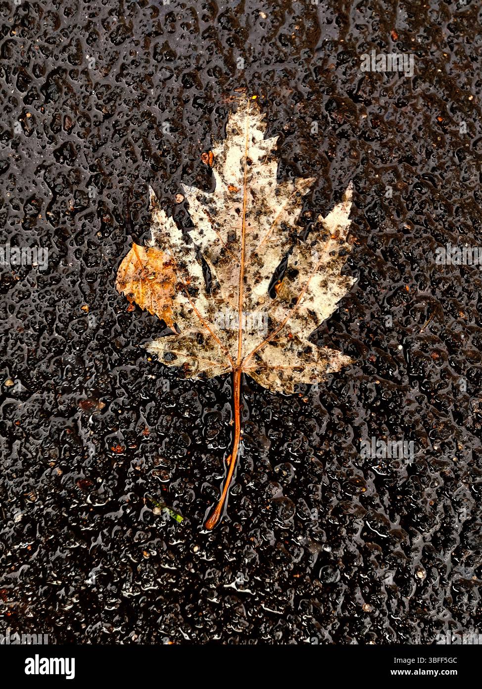 Ein trockenes Ahornblatt ruht auf einem glatten, regendurchnässten Gehweg. Die Farben der Blätter sind durch Feuchtigkeit gedämpft und spiegeln das Wesen des Herbstes in einer urbanen Umgebung wider Stockfoto