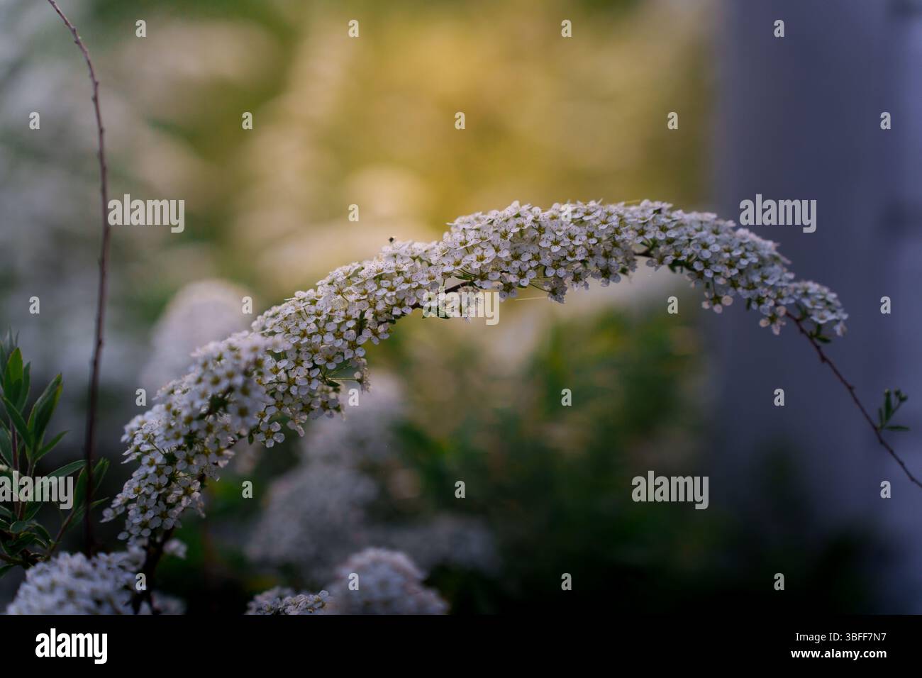 Nahaufnahme einer weißen Blume am frühen Morgen, die bei Sonnenaufgang hinterleuchtet wird. Stockfoto