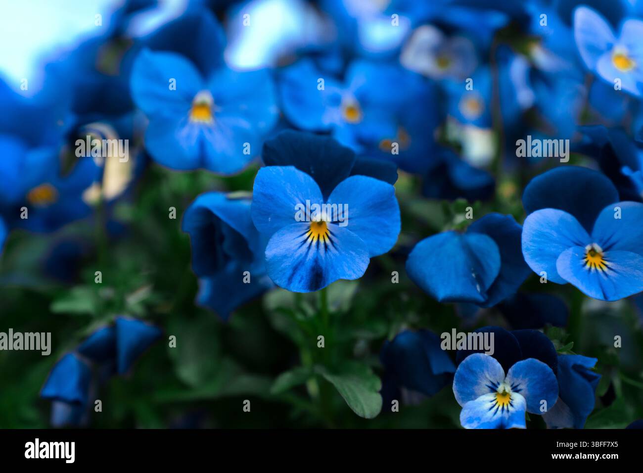 Blaue, süße violette Blüten am Meer. Stockfoto