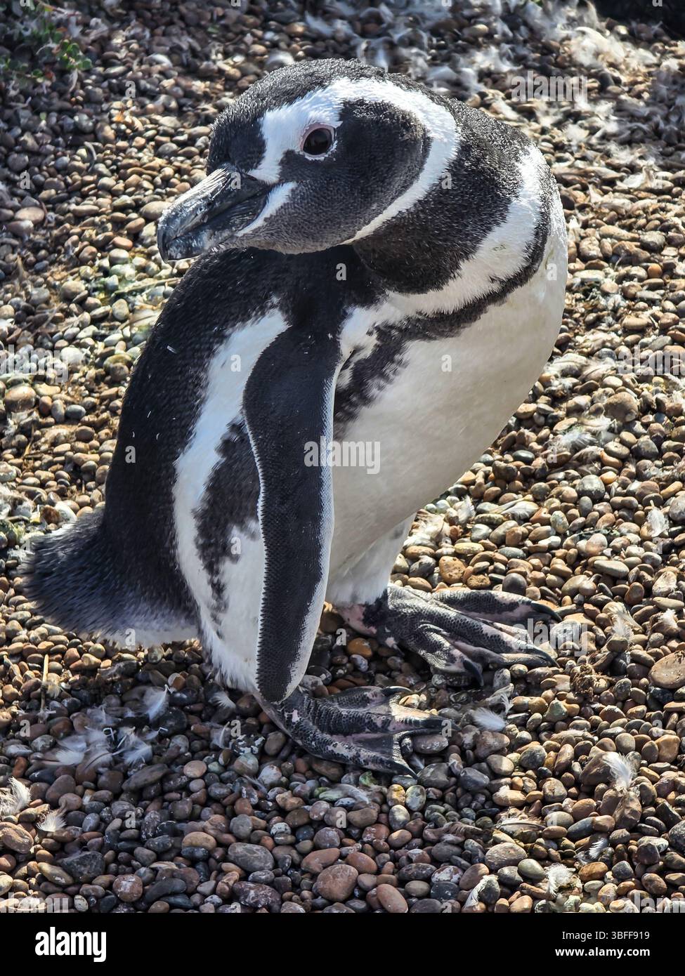 Magellanpinguin (Spheniscus magellanicus) in Argentinien Stockfoto
