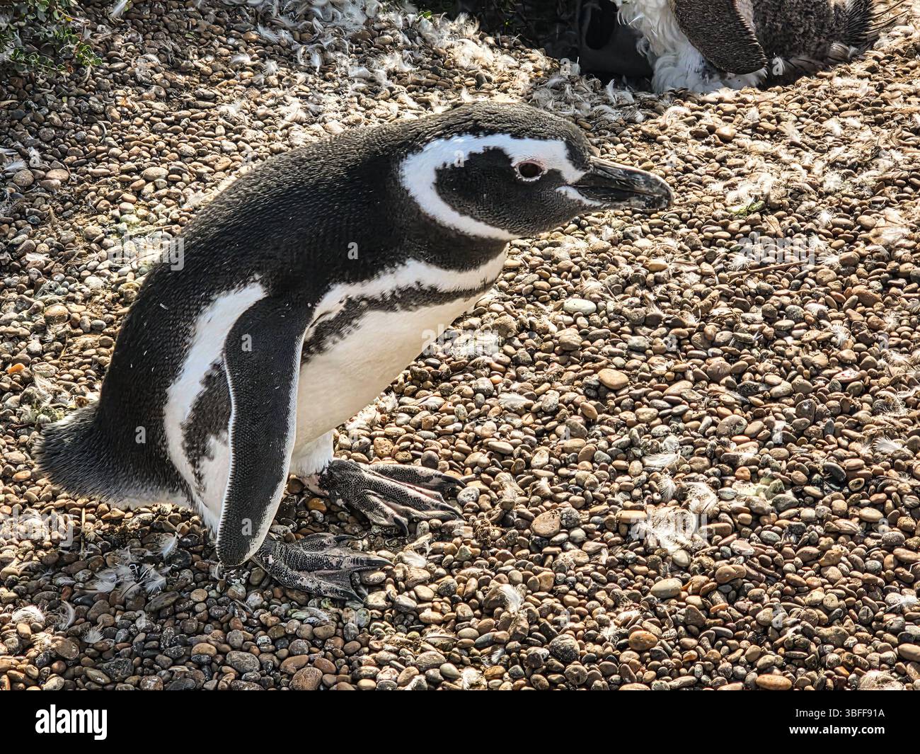 Magellanpinguin (Spheniscus magellanicus) in Argentinien Stockfoto