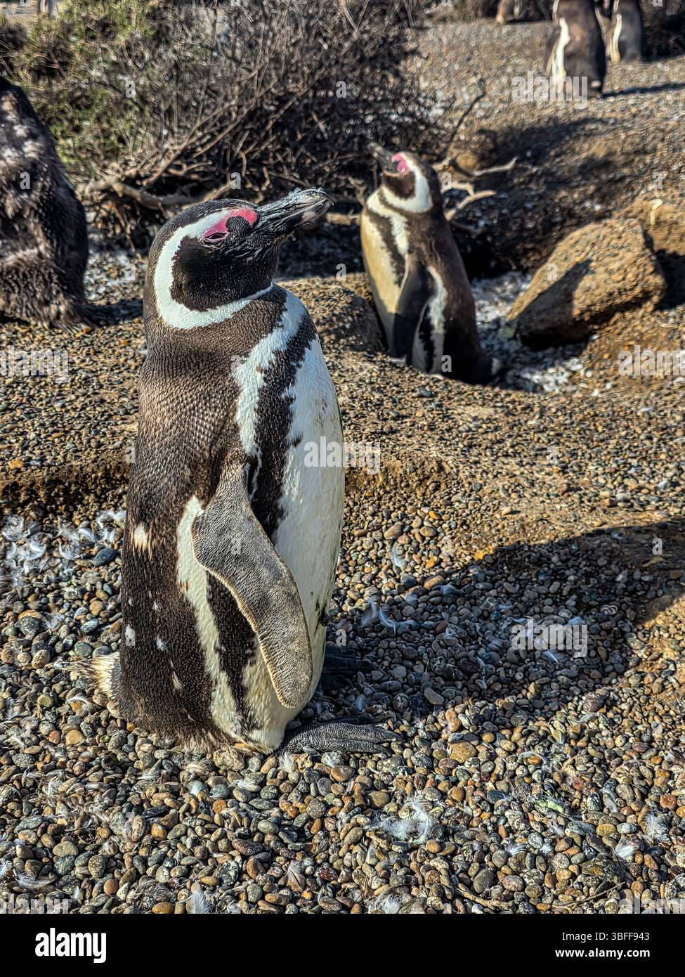 Magellanpinguin (Spheniscus magellanicus) in Argentinien Stockfoto