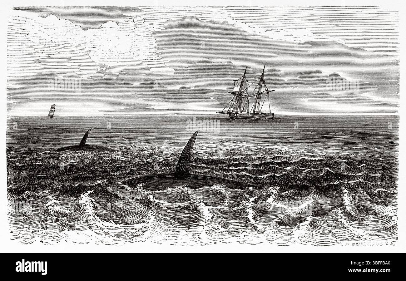 Der Killerwal-Delfin, North Cape. Zweite deutsche Nordpolexpedition der Schiffe La Germania und La Hansa 1869-1870 durch Kapitän Paul Friedrich August Hegemann (1836–1913) Le Tour du Monde 1874 Stockfoto