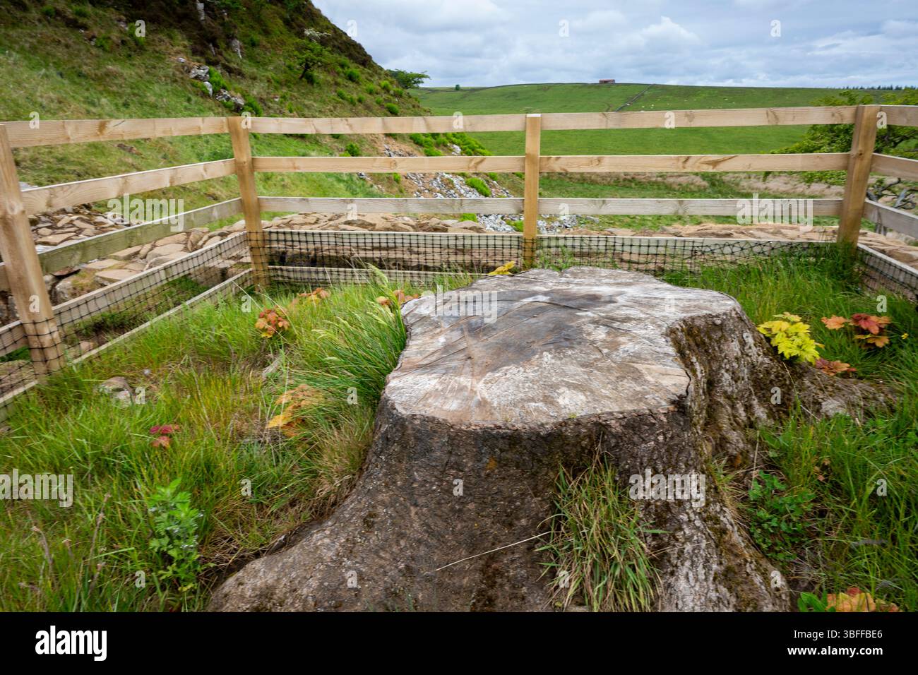 Sycamore Gap auf der Hadrian's Wall zeigt die Folgen des Baumfällens und die Tatsache, dass der Baumstumpf beginnt, neues Wachstum zu zeigen, Northumberland. Stockfoto