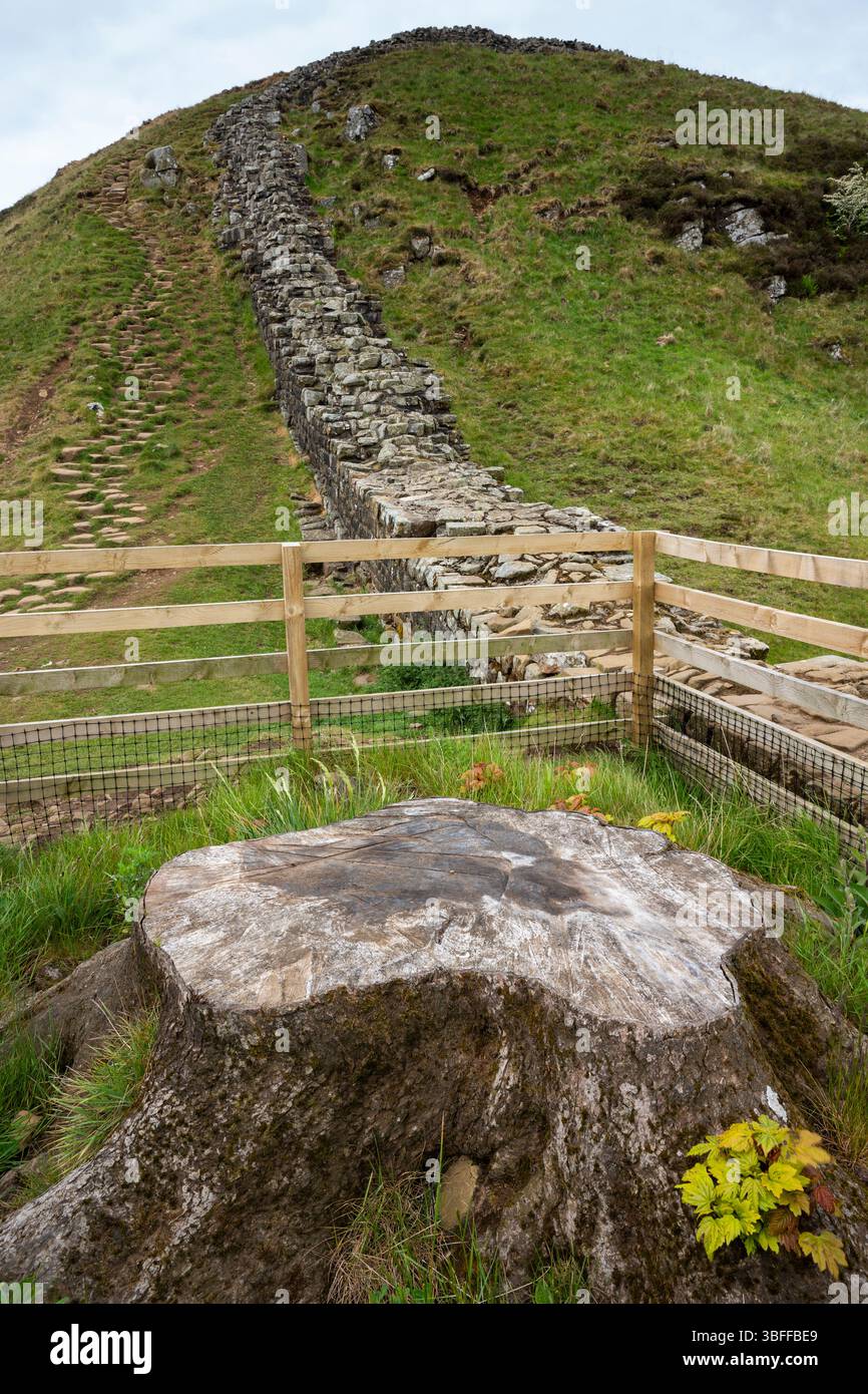 Sycamore Gap auf der Hadrian's Wall zeigt die Folgen des Baumfällens und die Tatsache, dass der Baumstumpf beginnt, neues Wachstum zu zeigen, Northumberland. Stockfoto