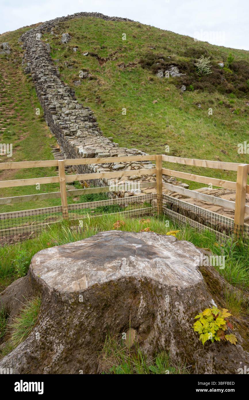 Sycamore Gap auf der Hadrian's Wall zeigt die Folgen des Baumfällens und die Tatsache, dass der Baumstumpf beginnt, neues Wachstum zu zeigen, Northumberland. Stockfoto
