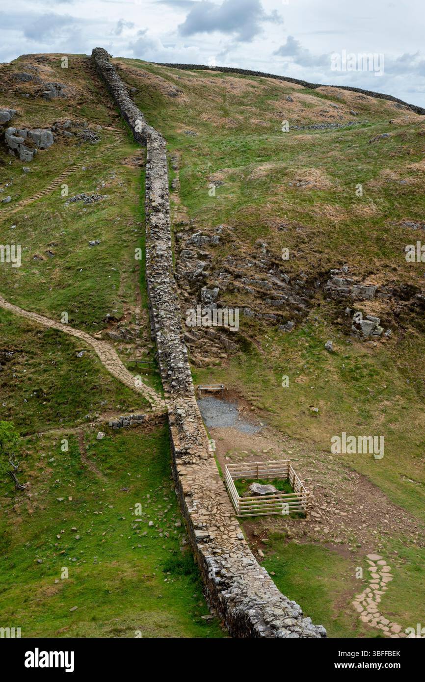 Sycamore Gap auf der Hadrian's Wall zeigt die Folgen des Baumfällens und die Tatsache, dass der Baumstumpf beginnt, neues Wachstum zu zeigen, Northumberland. Stockfoto