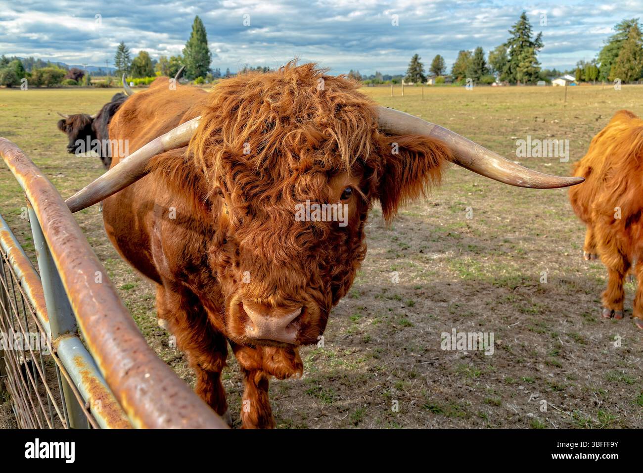 Suavies Island, Portland, Oregon – 19. September 2018: Eine Hochlandkuh mit langen Hörnern und zotteligen Haaren steht in der Nähe eines Zauns und weidet auf einem Feld. Stockfoto