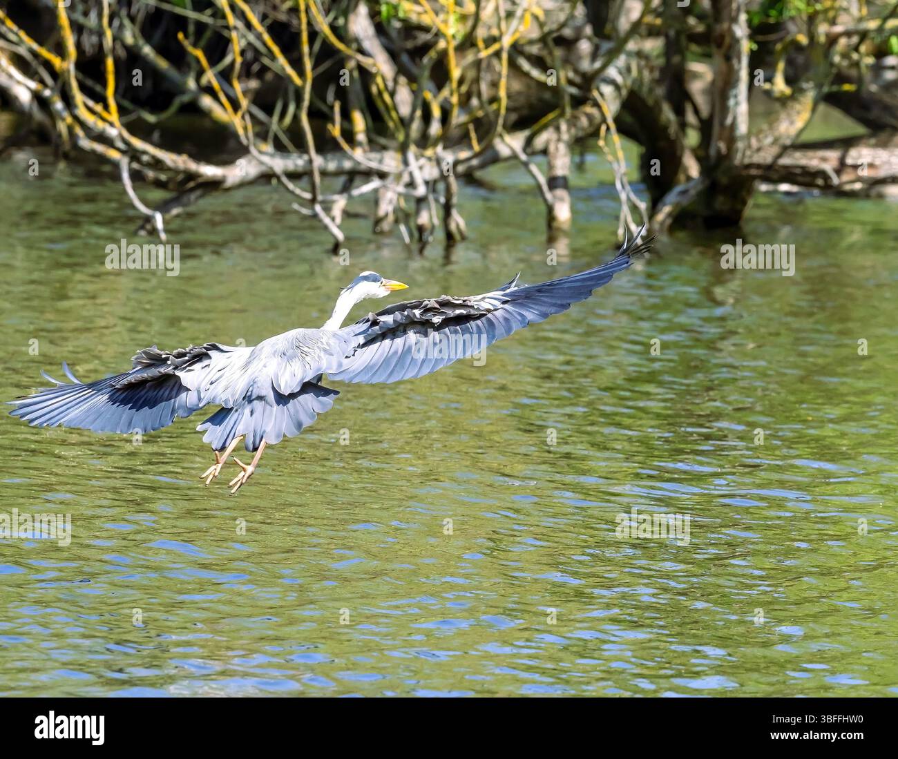 Ardea cinerea im Flug über ein Loch im Lochend Park, Edinburgh, Schottland, Großbritannien Stockfoto