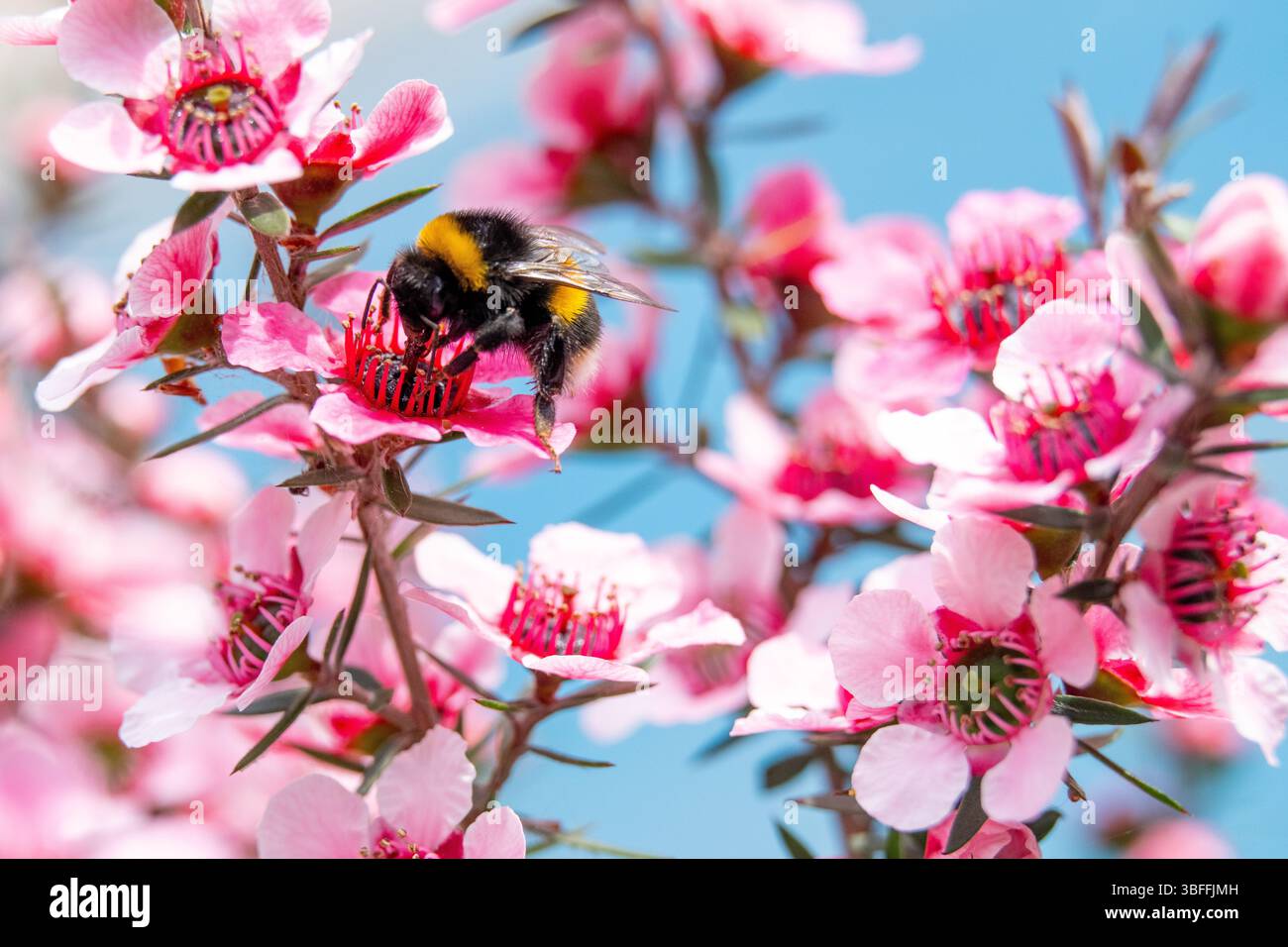 Hummel, die sich an einer rosa Manuka-Blume vor hellblauem Hintergrund ernährt Stockfoto