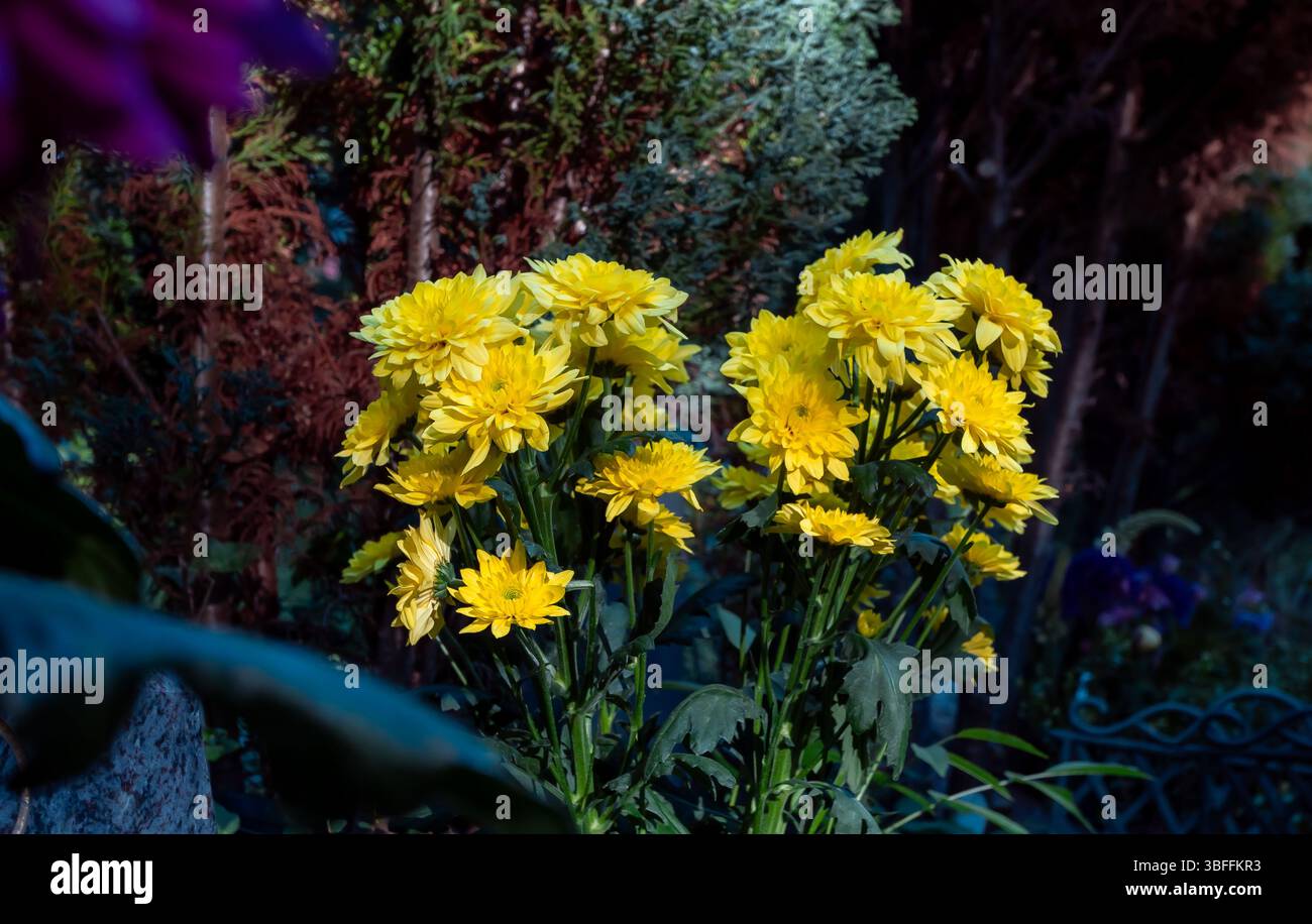 Leuchtend gelbe Chrysanthemen blühen in einem Friedhofgarten und symbolisieren Erinnerung und saisonale Schönheit. Stockfoto