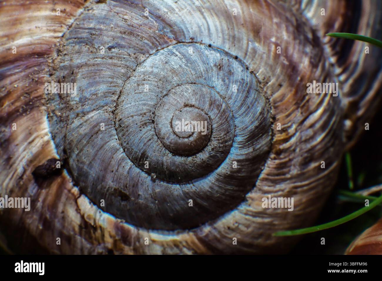 Fibonacci-Spirale. Nahaufnahme-Schneckenschale in Form einer fibonacci-Spirale. Nautilus-Schale. Stockfoto