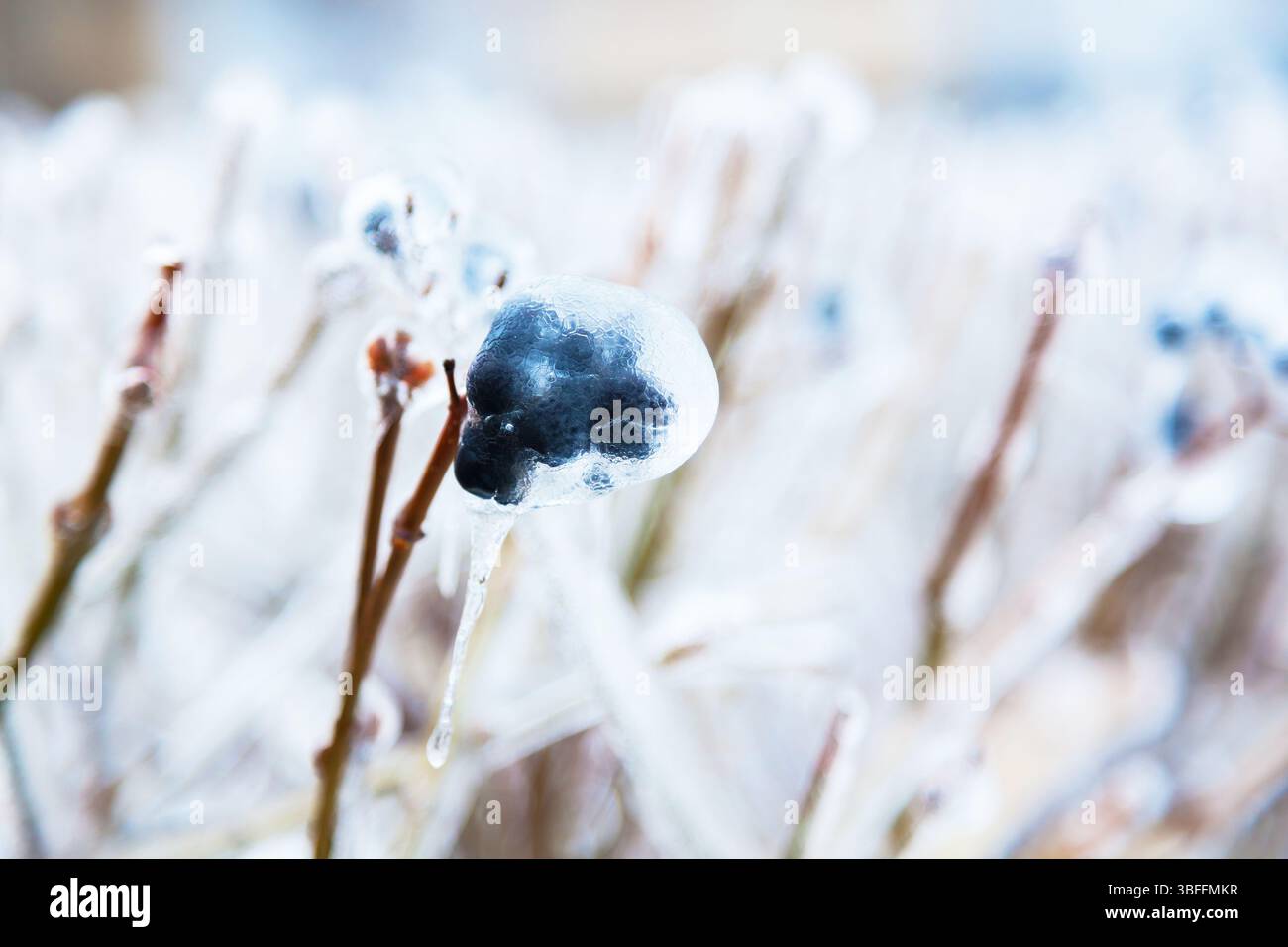 Gefrorene schwarze Beeren auf den Büschen im Winter Stockfoto