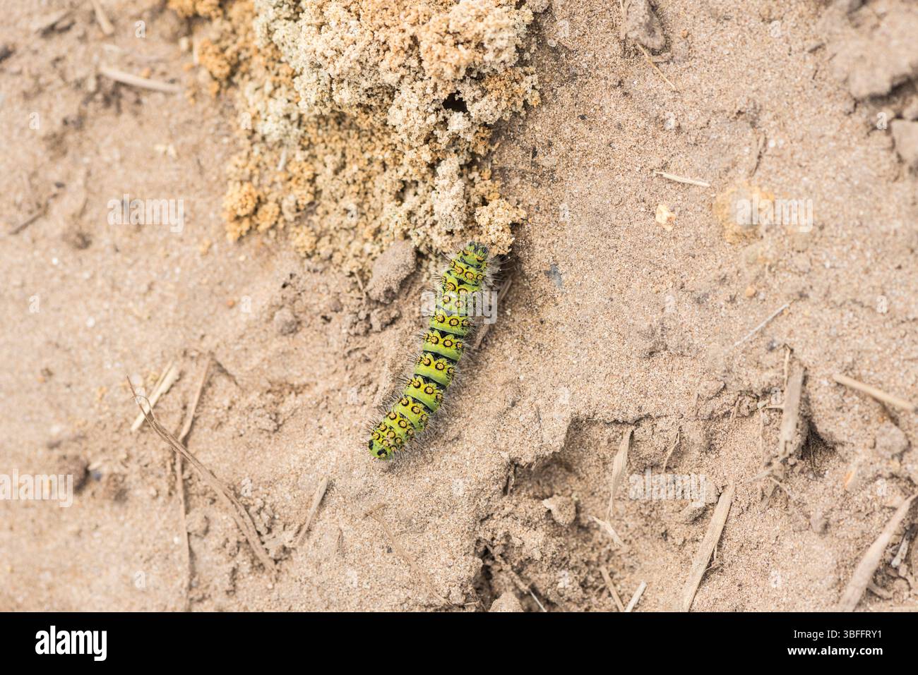 Kaisermotte (Saturnia pavonia) raupe auf der Heide in Chobham, Surrey Stockfoto