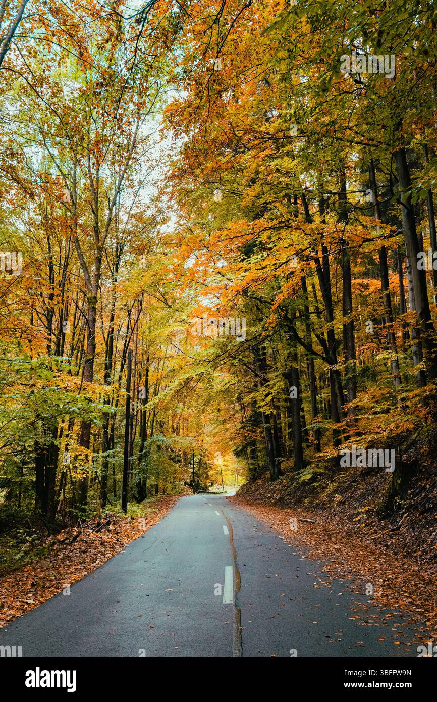 Herbststraße umgeben von bunten Bäumen in Nebelwald Stockfoto