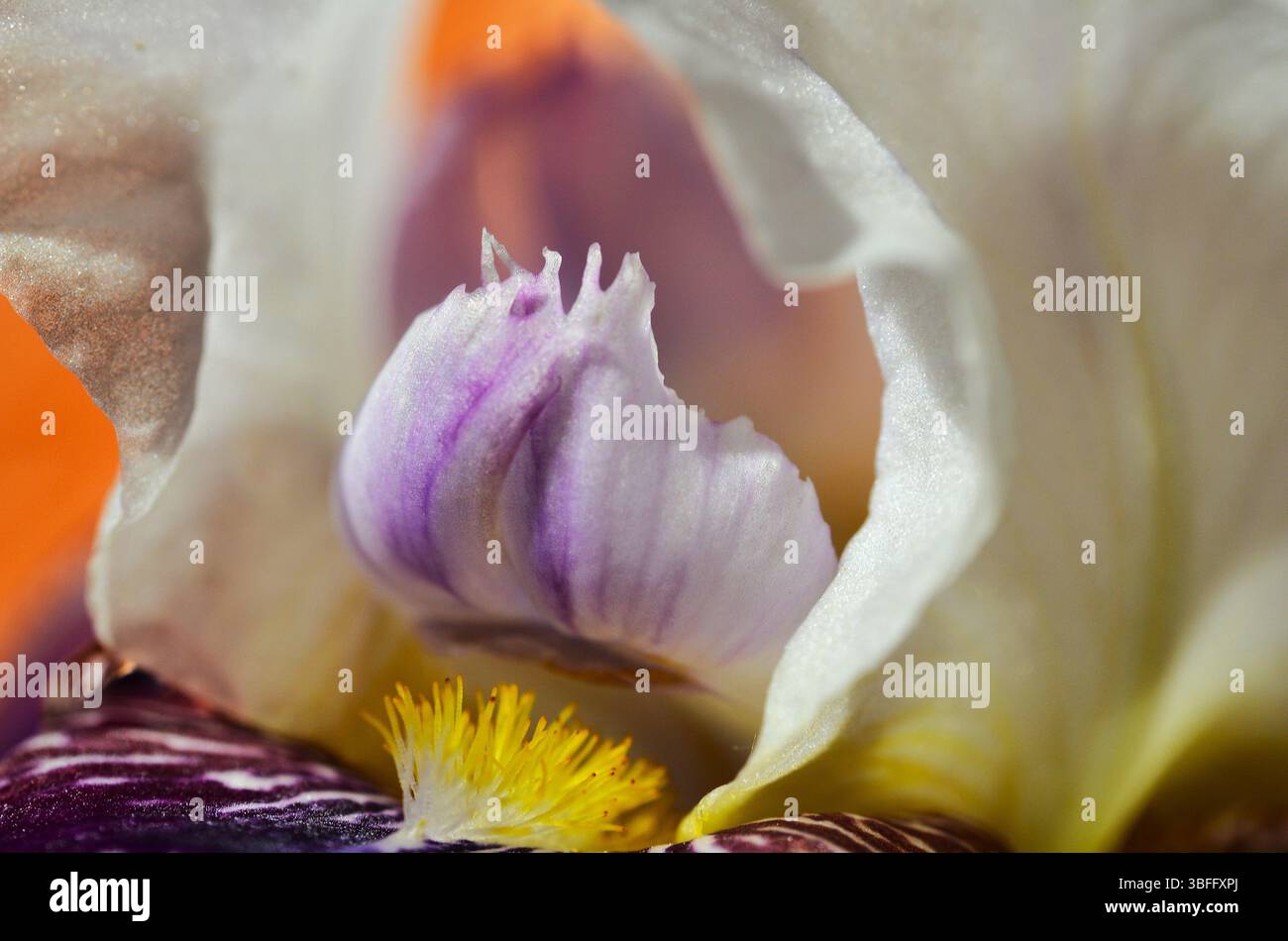 Toxische Pflanzen-Irisblume Stockfoto