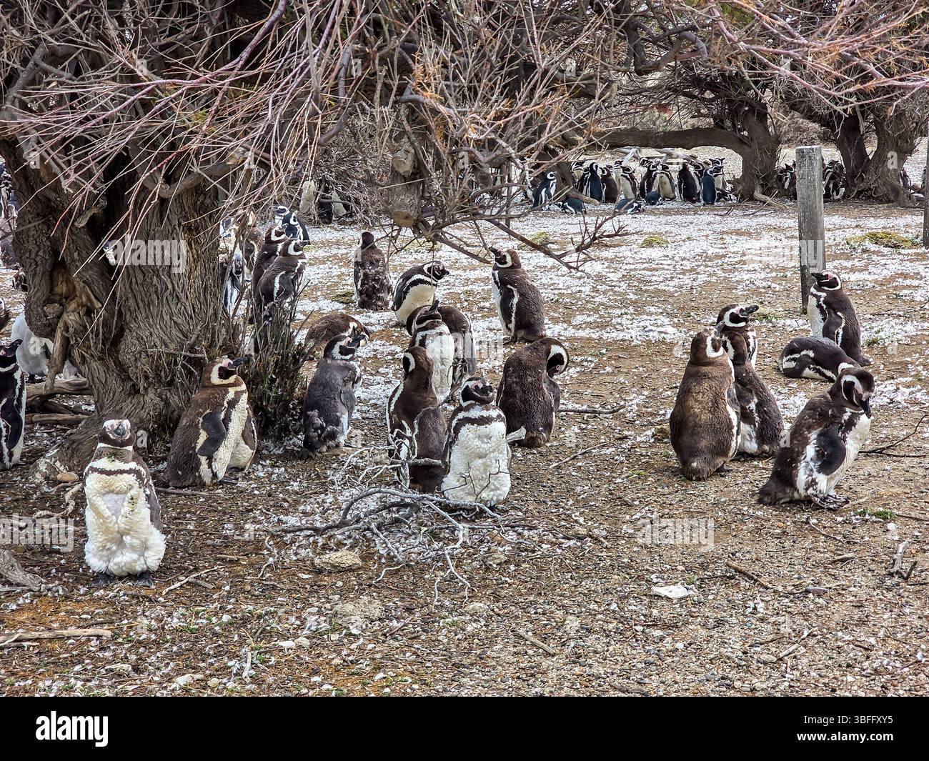 Magellanpinguin (Spheniscus magellanicus) in Argentinien Stockfoto