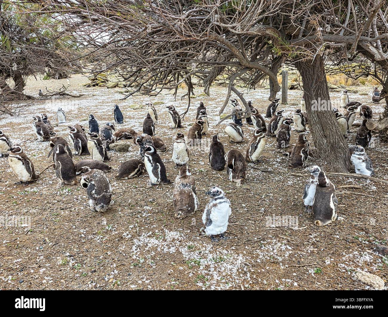 Magellanpinguin (Spheniscus magellanicus) in Argentinien Stockfoto